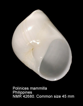 Polinices mammilla