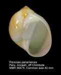 Polinices panamaensis