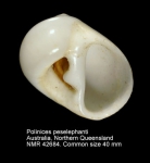 Polinices peselephanti