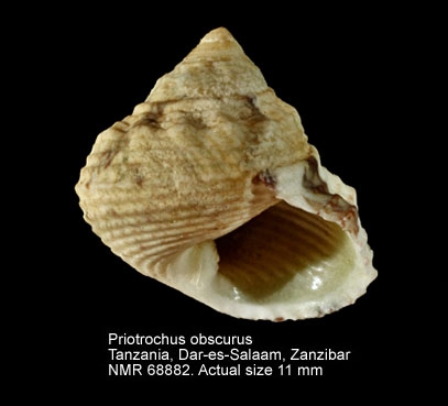 Priotrochus obscurus