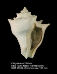 Volegalea cochlidium