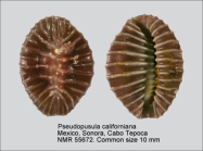 Pseudopusula californiana