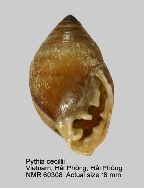 Pythia cecillii