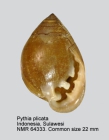 Pythia plicata