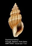 Raphitomidae