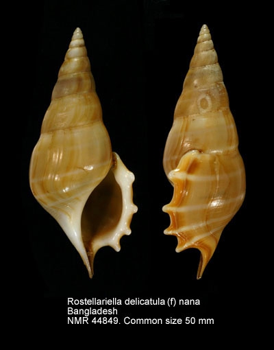 Rostellariella delicatula