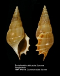 Rostellariidae