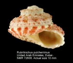 Rubritrochus pulcherrimus