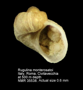 Rugulina monterosatoi