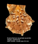 Scaeochlamys squamata