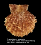Scaeochlamys squamata