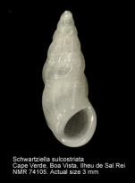 Schwartziella sulcostriata