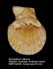 Semipallium aktinos
