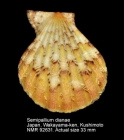 Semipallium dianae