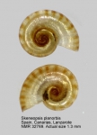 Skeneopsidae