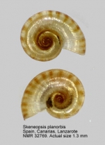 Skeneopsis planorbis