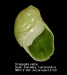 Smaragdia viridis