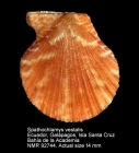 Spathochlamys vestalis