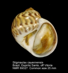 Stigmaulax cayennensis