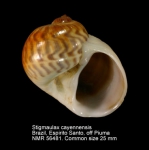Stigmaulax cayennensis