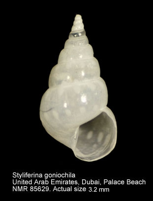 Styliferina goniochila