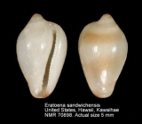 Eratoena sandwichensis