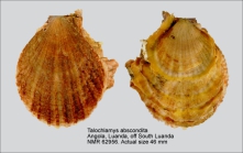 Talochlamys abscondita