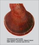 Talochlamys gemmulata