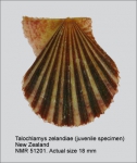 Talochlamys zelandiae