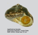 Agathistoma fasciatum