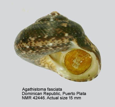 Agathistoma fasciatum