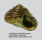 Agathistoma lividomaculatum