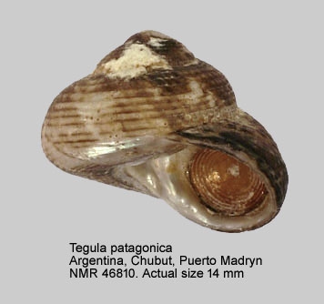 Tegula patagonica