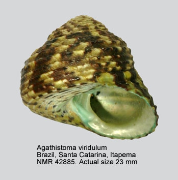 Agathistoma viridulum