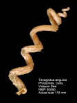 Tenagodus anguinus