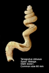 Tenagodus obtusus
