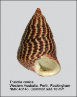 Thalotia conica