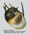 Clithon coronatum