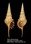 Tibia melanocheilus