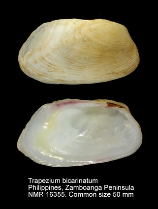Trapezium bicarinatum