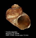 Tricolia algoidea