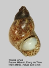 Tricolia tenuis