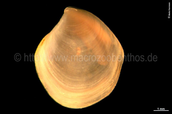 Thyasira dunbari Thyasira dunbari