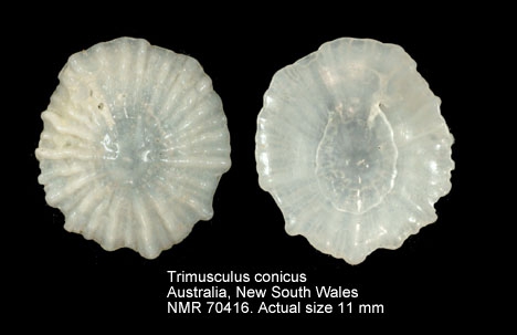 Trimusculus conicus