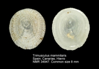 Trimusculus mammillaris