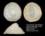 Trimusculidae