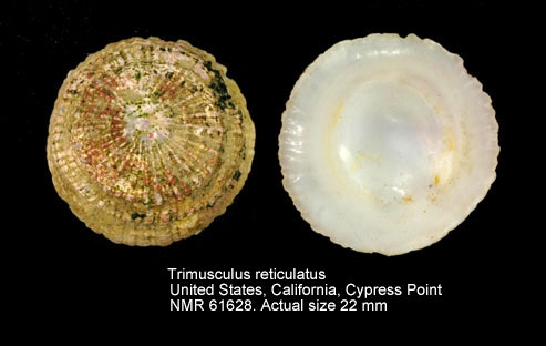Trimusculus reticulatus