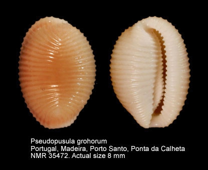 Pseudopusula grohorum