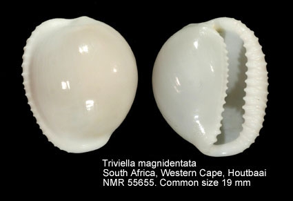 Triviella magnidentata
