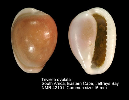 Triviella ovulata